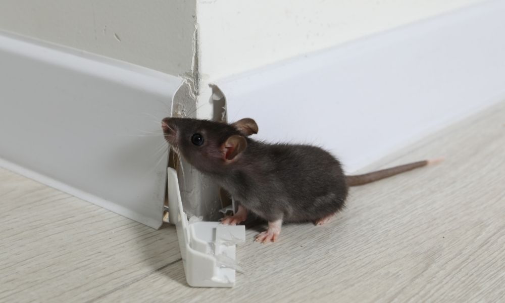 Top Rat Control Products for Protecting Offices and Commercial Spaces